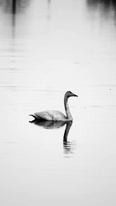 Swan on Lake