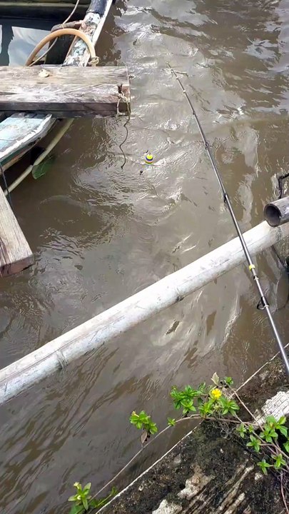 Wait for it 🎣⚠️