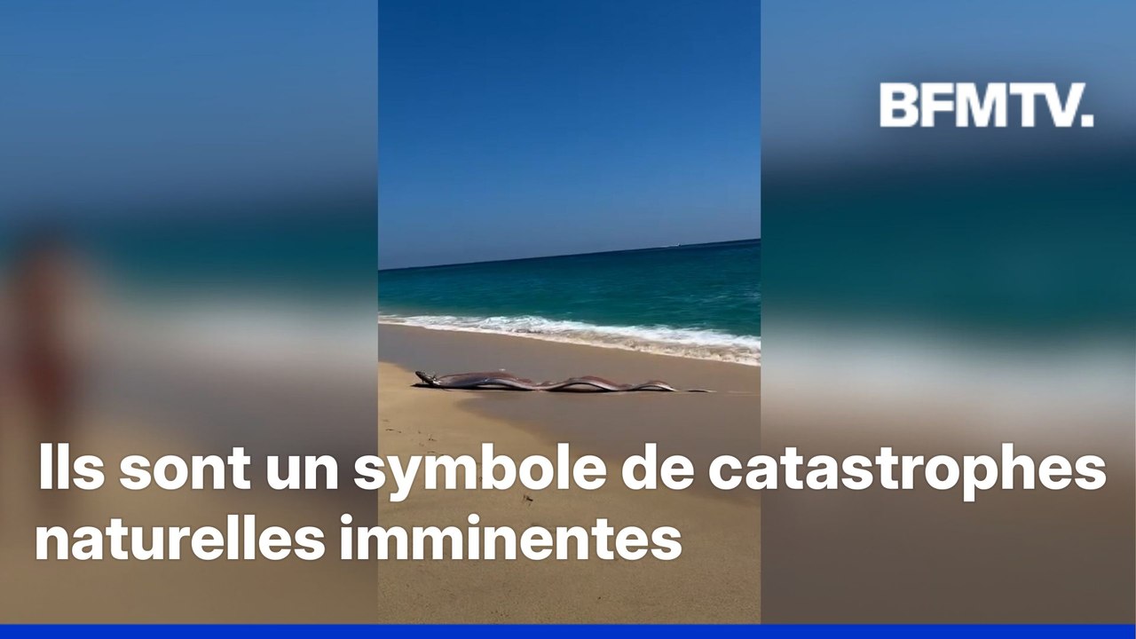 Mexique: des touristes découvrent deux poissons géants échoués sur la plage