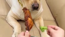 Faire manger des brocolis à son chien... belle astuce