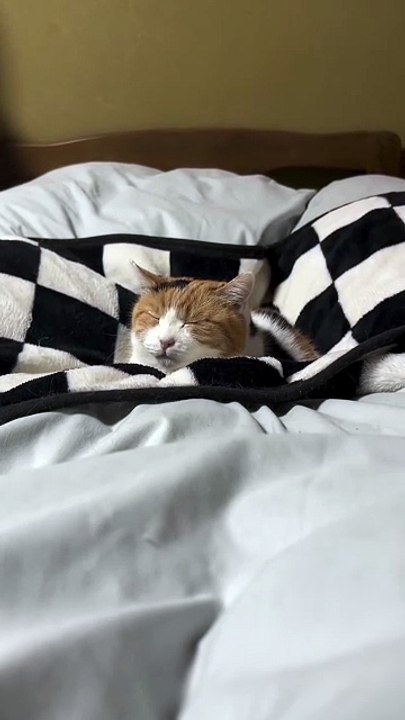 A Cute Cat Sleeping Peacefully on the Blanket.” 🐾😴😺