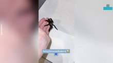 Woman Pairs Two Tarantulas