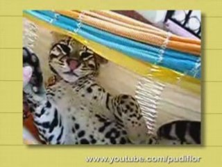 Ultra Kawaii - Exotic Pets