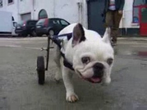 Petit carlin handicapé avec un chariot de mobilité Pagani