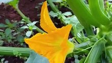 Female flowers and bees on a zucchini plant.