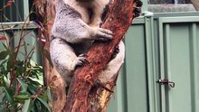 Australian koala 🐨