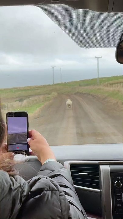 New Zealand 🇳🇿 sheep 🐑