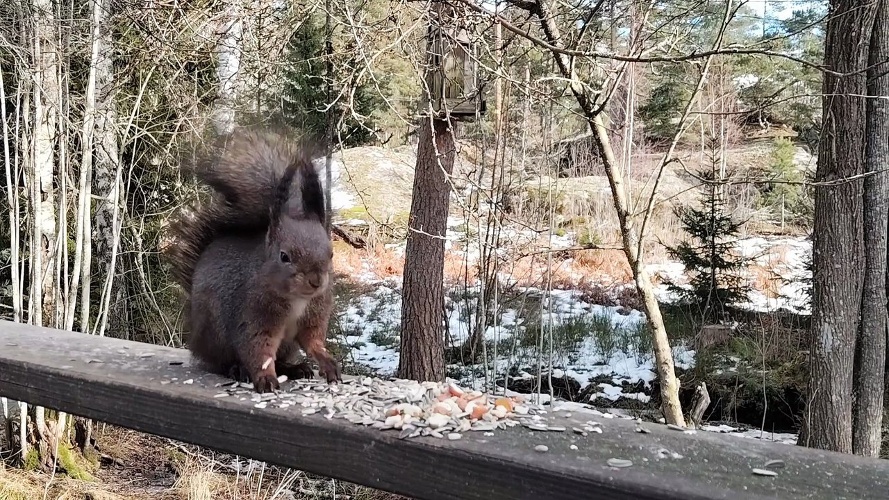 Cute Squirrel Eating Peanuts