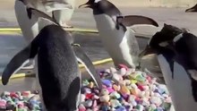 Penguins Picking Colorful Stones! 🐧💎 | Funny Pet Videos & Cute Animal Moments