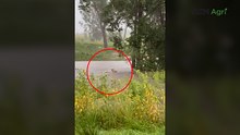 Cow swept away as 200mm deluge hits