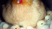 Mother Hen’s Love – Protecting Her Baby Chicks