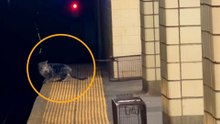 Cat Gets Rescued From Brooklyn Subway Tracks