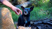Guy Found A Chihuahua Alone In The Woods — So He Got Creative