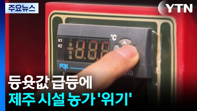 등윳값 급등에 제주 시설 농가 '위기' / YTN