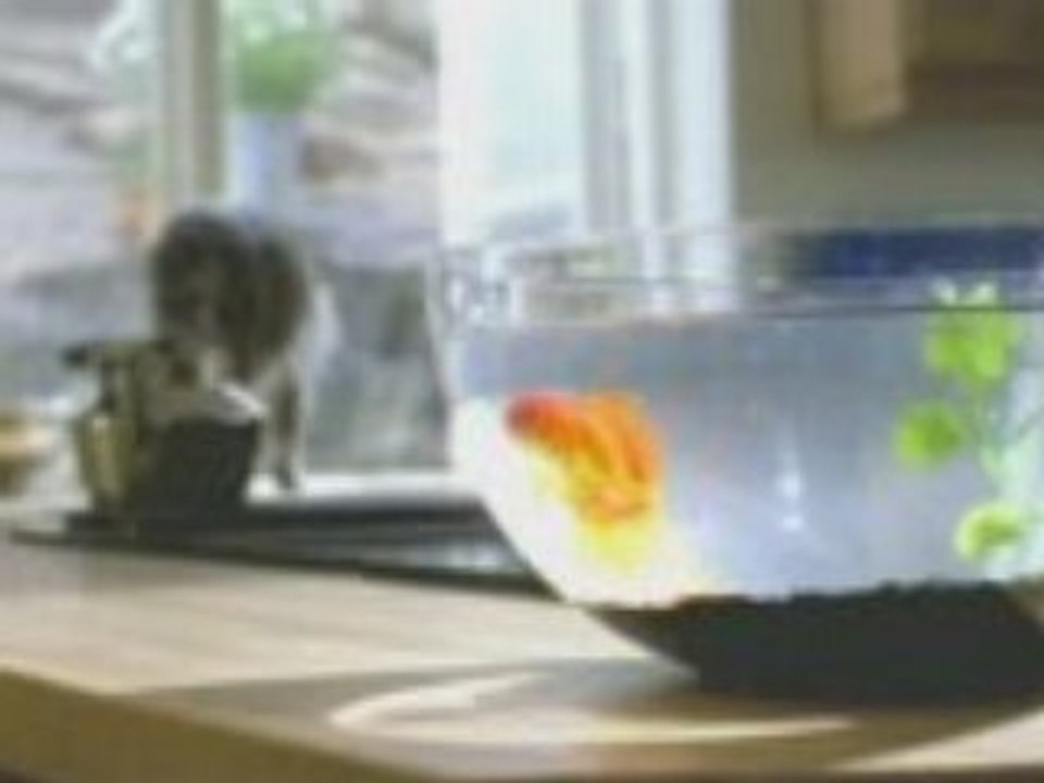CATPATROL Cat Attention Poisson