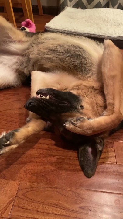 Funny German shepherd Talking for a Dog Cookies short video -Pets,Animals ,and dogs on daily motion short video