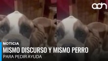 Intentó rescatar a un perrito desnutrido y cayó en una cruel estafa