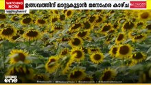 വള്ളിയൂർക്കാവിൽ എത്തുന്നവർക്ക് ഇനി സൂര്യകാന്തി പാടവും ആസ്വദിക്കാം:മാറ്റുകൂട്ടാൻ ചെണ്ടുമല്ലി പൂക്കളും