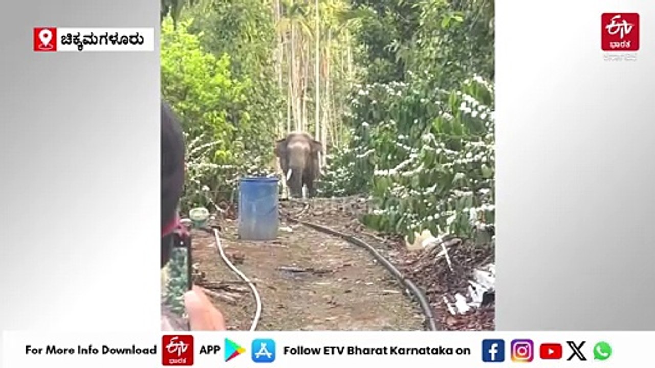 ಚಿಕ್ಕಮಗಳೂರು: ಕಾಡಾನೆ ದಾಳಿಗೆ ಹಸು ಬಲಿ; ಶಾಶ್ವತ ಪರಿಹಾರಕ್ಕೆ ಮಲೆನಾಡಿಗರ ಮನವಿ