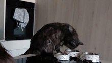 Does Your Cat Eat Like This Too? 😹🐱 #cat #funny #shorts