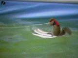 Ski Cureuil Water-Skiing Squirrel