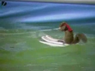 Ski Cureuil Water-Skiing Squirrel