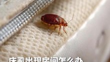 床虱出现在家中的“急救方法”！