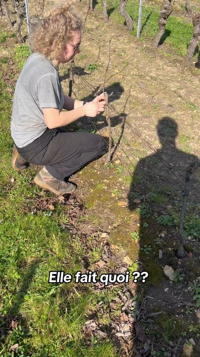 Attache des plantes 🌱