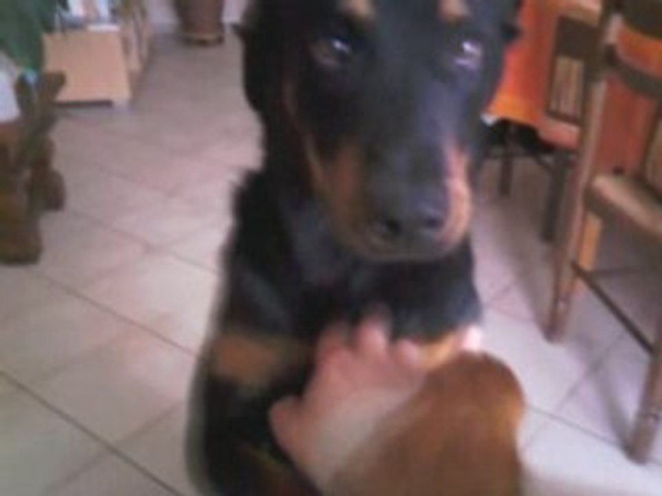 bartok en nounours