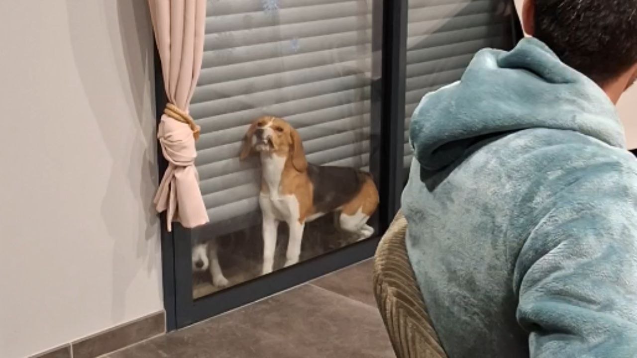Dog hilariously wedges itself between shutter and glass while trying to come inside