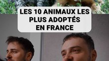 animaux adoptés