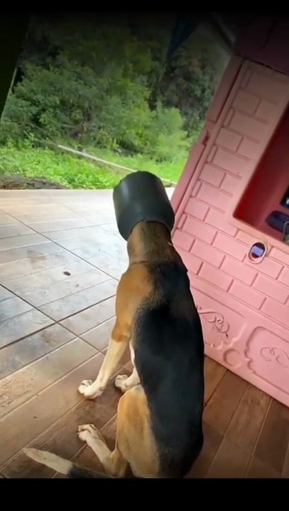 Como ele foi parar ali? Cachorro fica com a cabeça presa em leiteira e mobiliza bombeiros