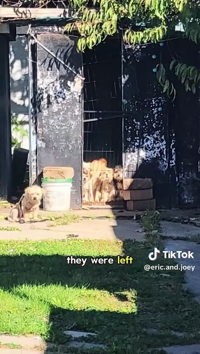 🐶 Sauvé d'une vie entière en cage dans un garage, ce Beagle ne cesse de sourire lors de sa première promenade