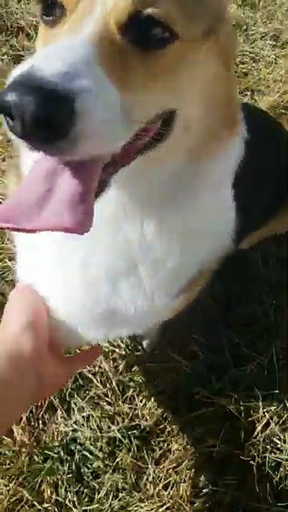 Petting Aero