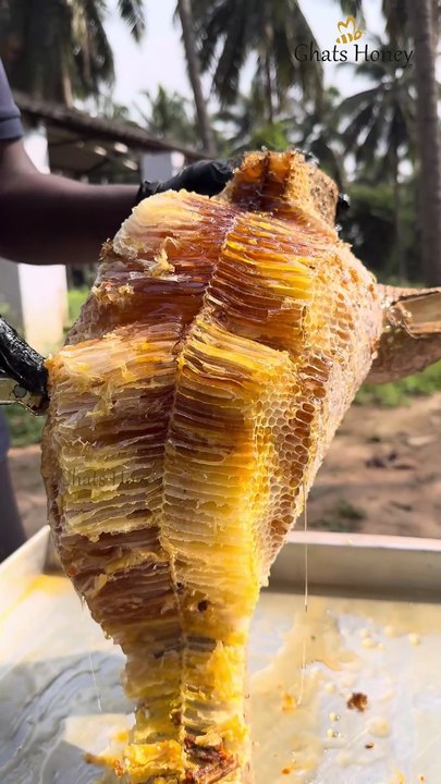 Mudakathan ( முடக்கத்தான் பூ ) Honey - Most Tastiest & Healthiest Honey #ghatshoney #mudakathan - Wild Honey Hunters (1080p, h264)