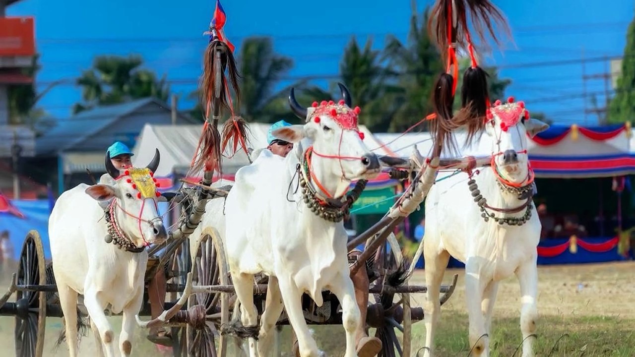មរតកដូនតា! ការប្រណាំងរទេះសាឡីគោលឿន  ត្រៀមអង្រួនទឹកដីខេត្តកំពង់ស្ពឺឱ្យកក្រើកនៅដើមខែមេសានេះ