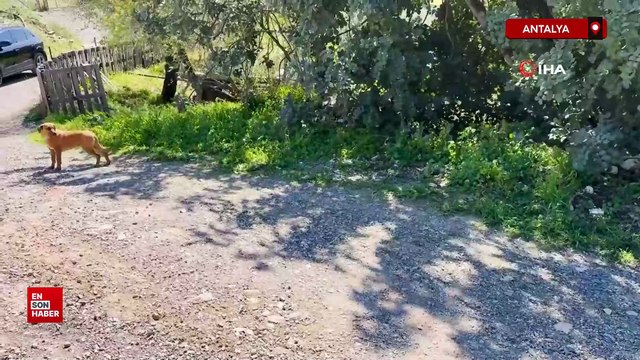 Antalya'da sahipsiz köpeğin saldırısına uğrayan 7 yaşındaki çocuk hastanelik oldu