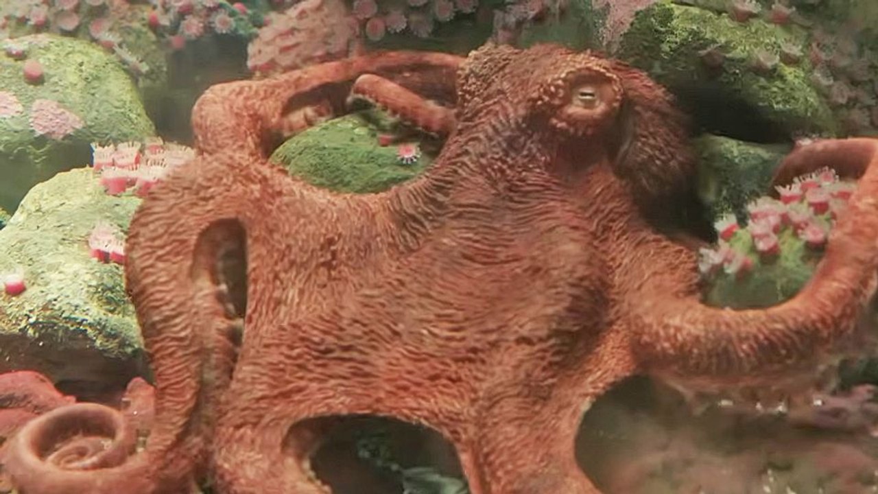 Remarkably Bright Creatures Teaser VO