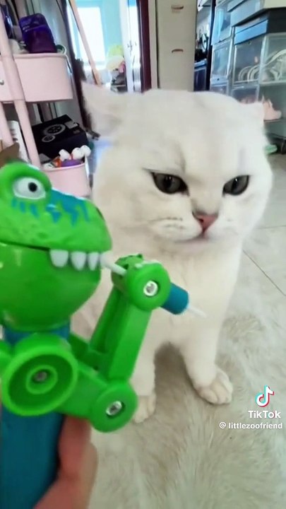 Katzen und Spielzeug