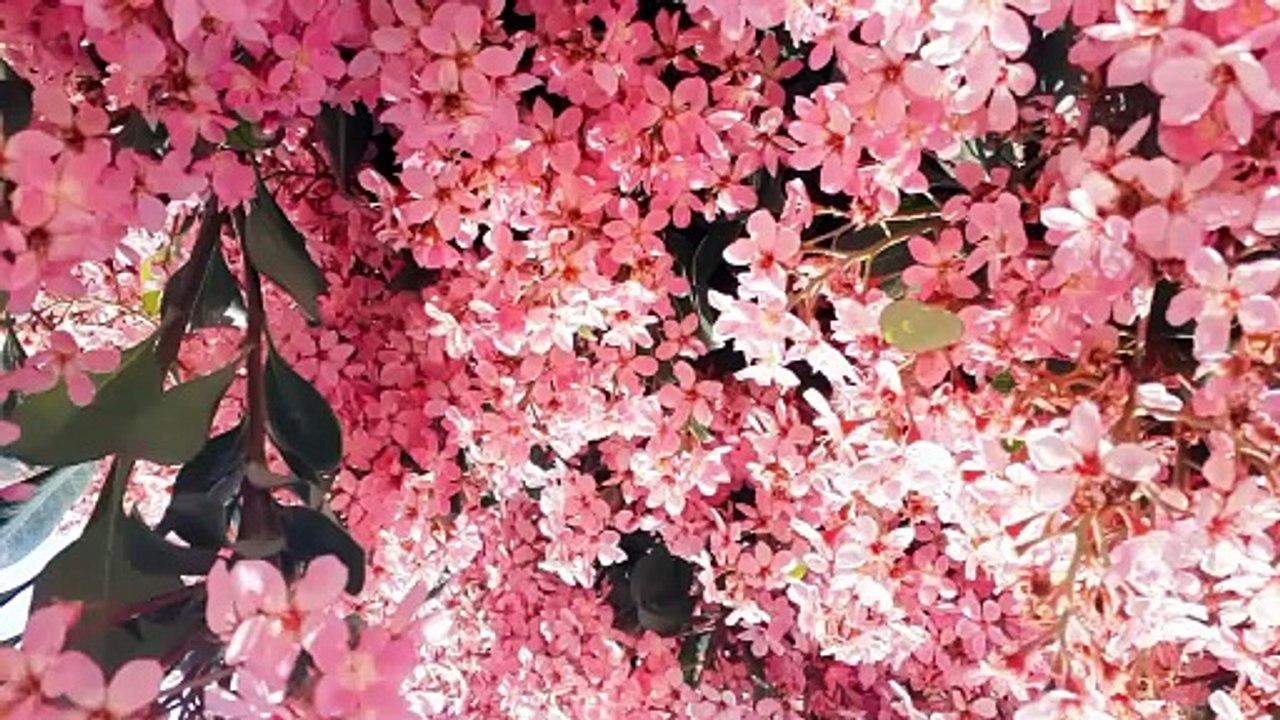 Fleurs exotiques 🌸