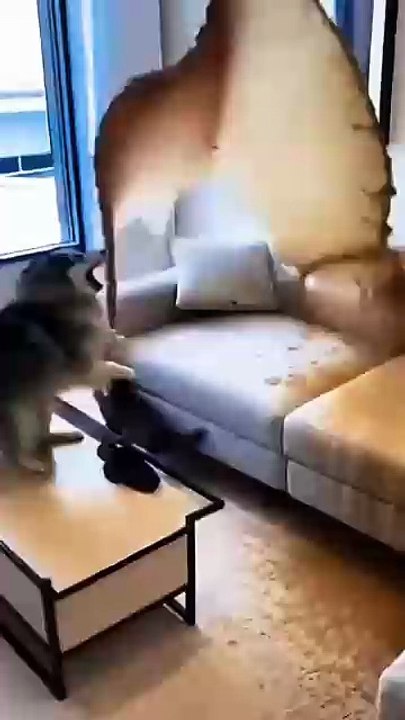 “Super Funny Cat Video 😂 | Try Not To Laugh”