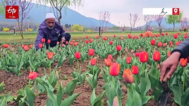 ایشیا کا سب سے بڑا باغ گل لاله 16 مارچ کو کھلے گا، آٹھ لاکھ پھولوں سے وادی کے معطر ہونے کا امکان