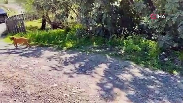 Antalya'da başıboş köpek çocuğa saldırdı! O anlar böyle görüntülendi!