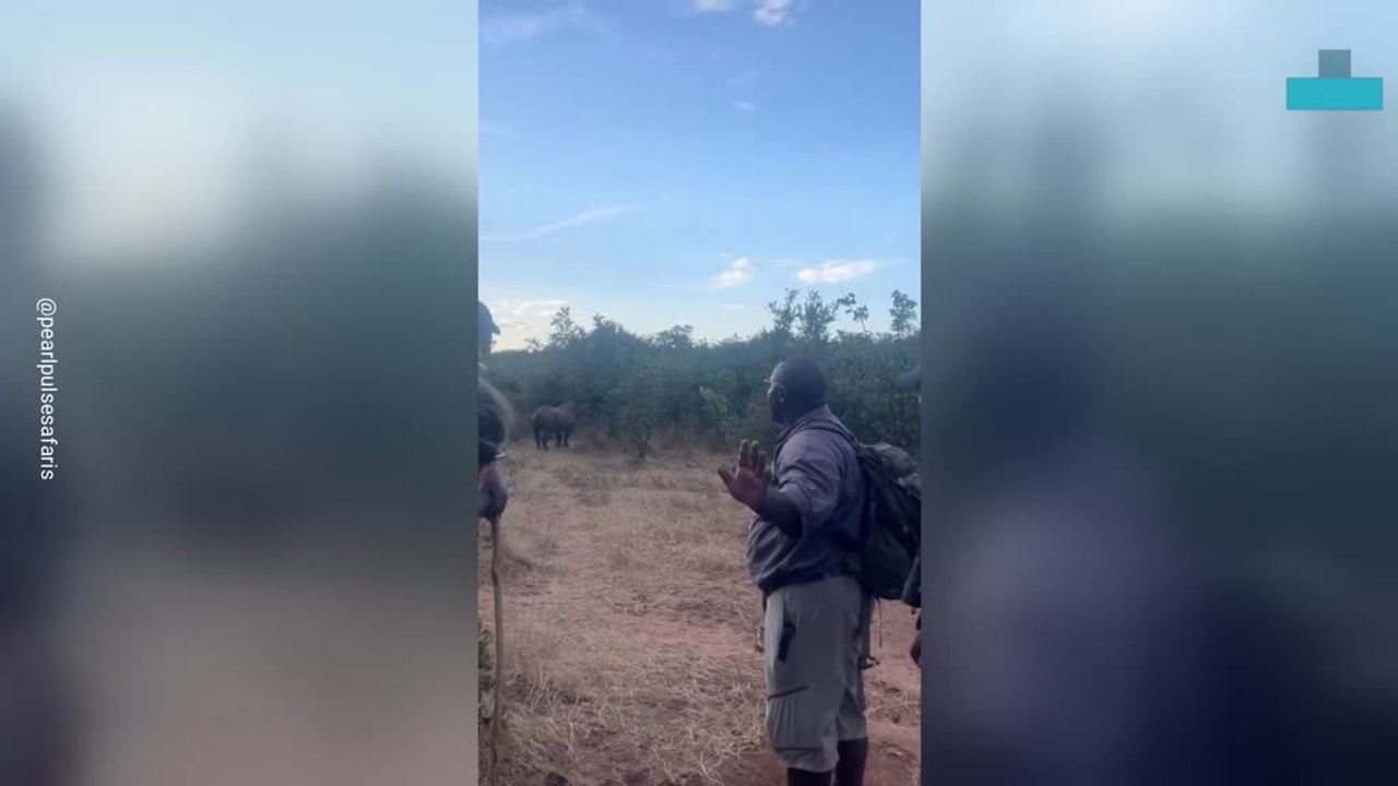 One Calm Command Stops Charging Rhino