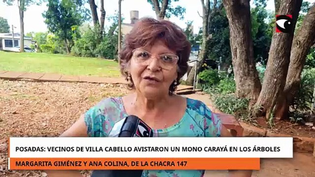 Vecinos del barrio Villa Cabello de Posadas avistaron un mono carayá en los árboles