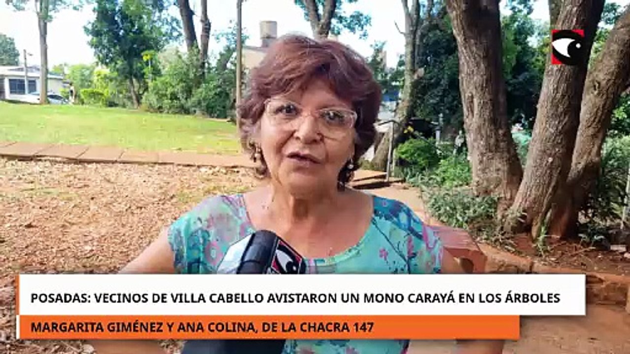 Vecinos del barrio Villa Cabello de Posadas avistaron un mono carayá en los árboles