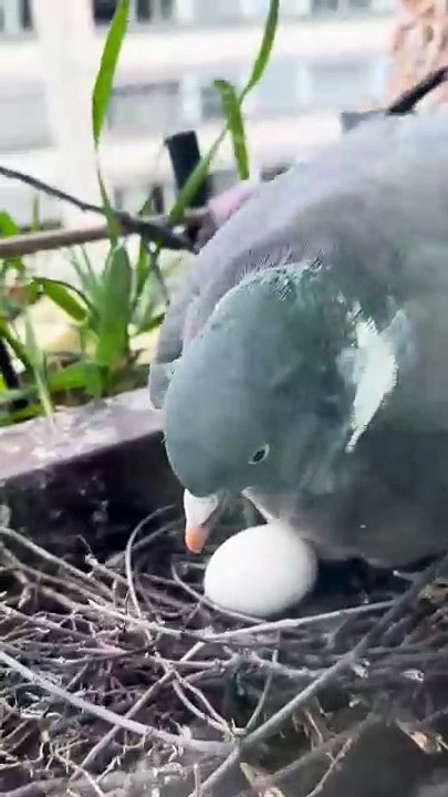 Monsieur Pringo s'occupe des oeufs #wildlife  #day9 #palombe #birds #egg #fyp  #geneva