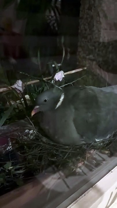 Bonne journée Avec maman Chipsy pigeon ramier  #wildlife  #day9 #palombe #birds #egg #fyp  #geneva