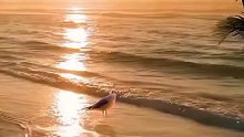 Beautiful Qur’an Recitation – Peaceful and Spiritu
