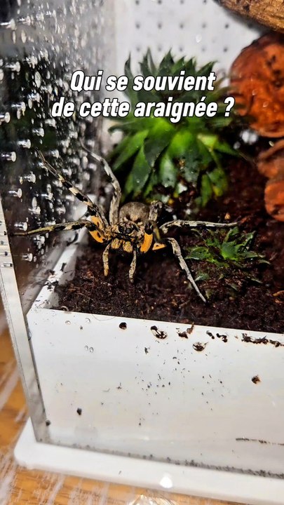 Ma Lycosa hispanica était la plus grande espèce d'araignées que j'ai jamais eu après les fameuses tégénaires.Malheureusement elle n'est plus de ce monde mais l'espèce est vraiment très très impressionnante et incroyable à observer ! 🥰